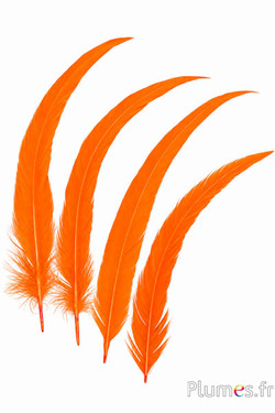 Haan - 20-25 cm - oranje